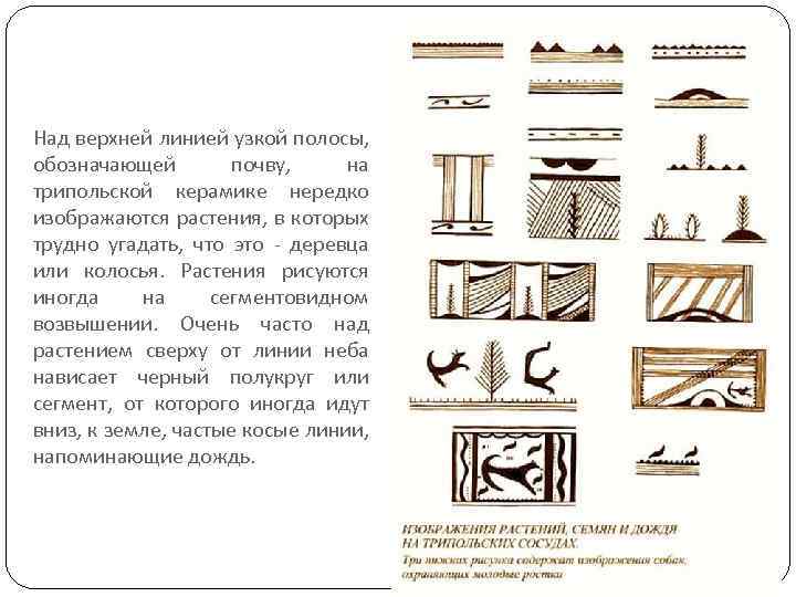 Над верхней линией узкой полосы, обозначающей почву, на трипольской керамике нередко изображаются растения, в