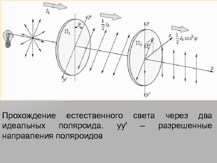 Прохождение естественного света через два идеальных поляроида. yy' – разрешенные направления поляроидов 