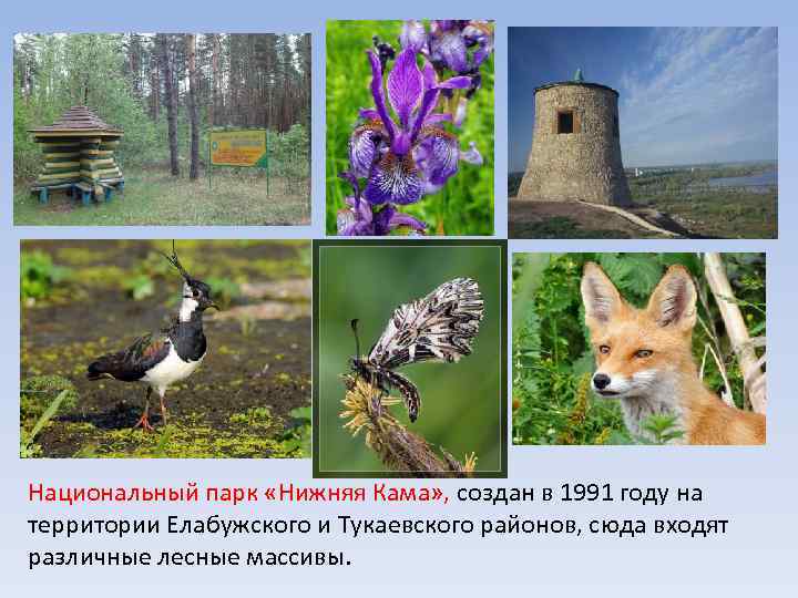 Национальный парк «Нижняя Кама» , создан в 1991 году на территории Елабужского и Тукаевского