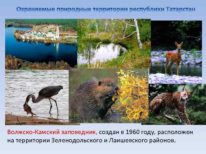 Волжско-Камский заповедник, создан в 1960 году, расположен на территории Зеленодольского и Лаишевского районов. 