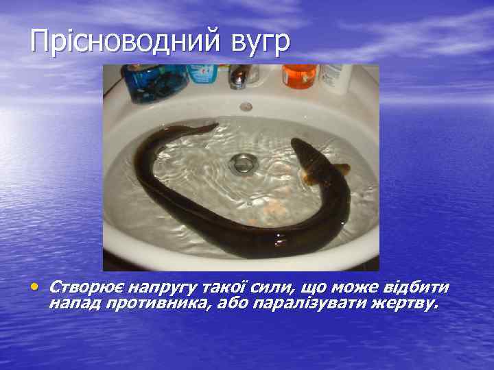 Прісноводний вугр • Створює напругу такої сили, що може відбити напад противника, або паралізувати