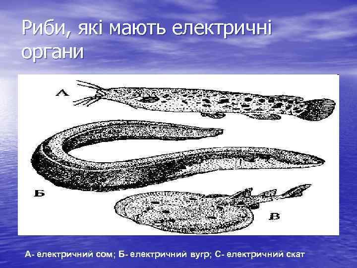 Риби, які мають електричні органи А- електричний сом; Б- електричний вугр; С- електричний скат