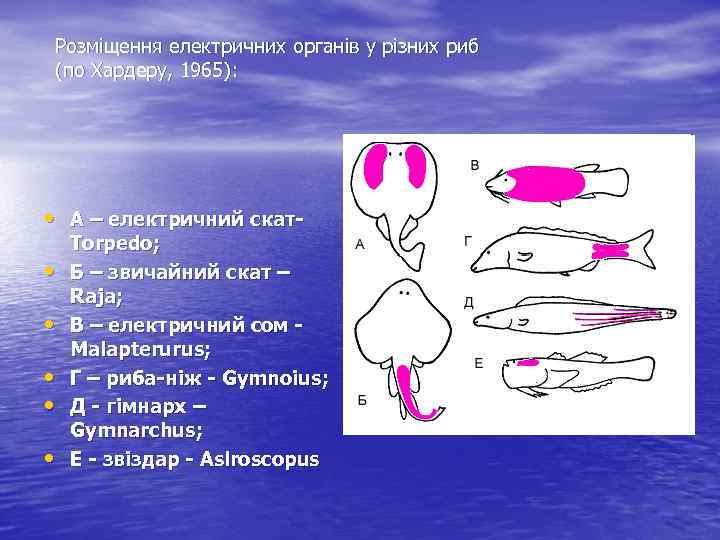Розміщення електричних органів у різних риб (по Хардеру, 1965): • А – електричний скат