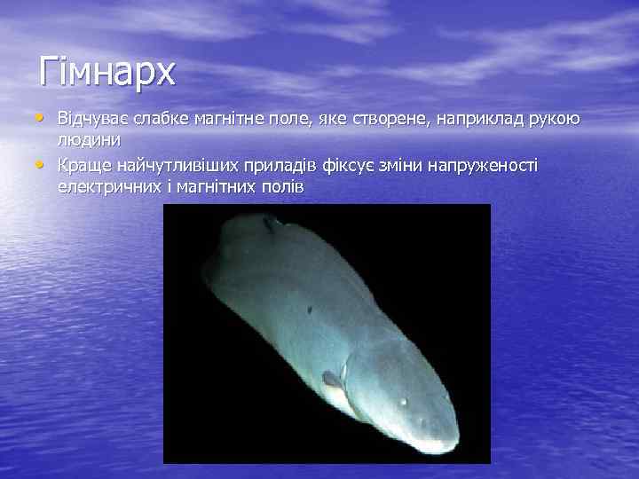 Гімнарх • Відчуває слабке магнітне поле, яке створене, наприклад рукою • людини Краще найчутливіших