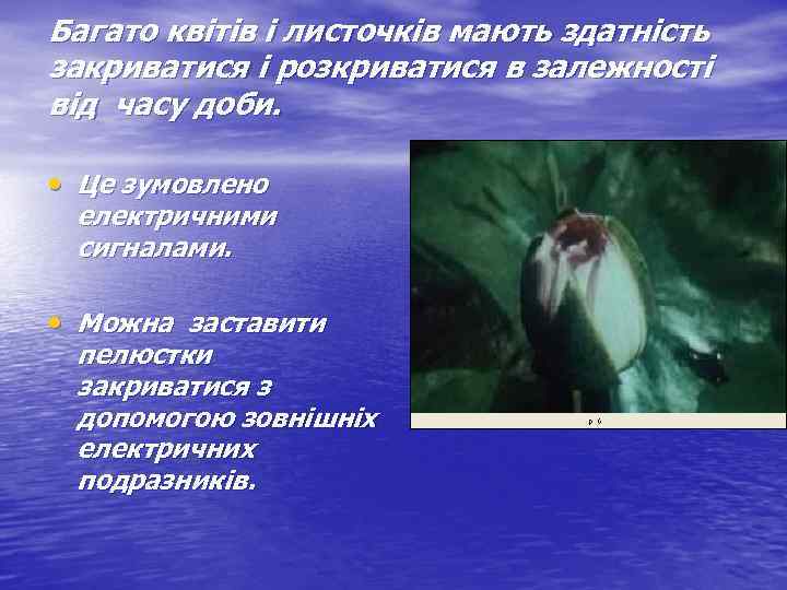 Багато квітів і листочків мають здатність закриватися і розкриватися в залежності від часу доби.