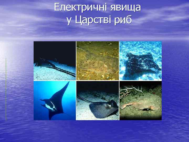 Електричні явища у Царстві риб 