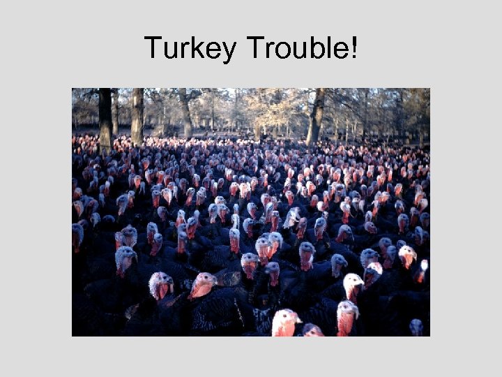 Turkey Trouble! 