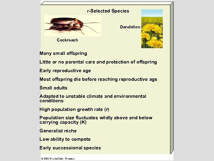 r-Selected Species Dandelion Cockroach Many small offspring Little or no parental care and protection