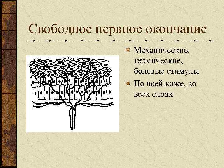 Свободное нервное окончание Механические, термические, болевые стимулы По всей коже, во всех слоях 