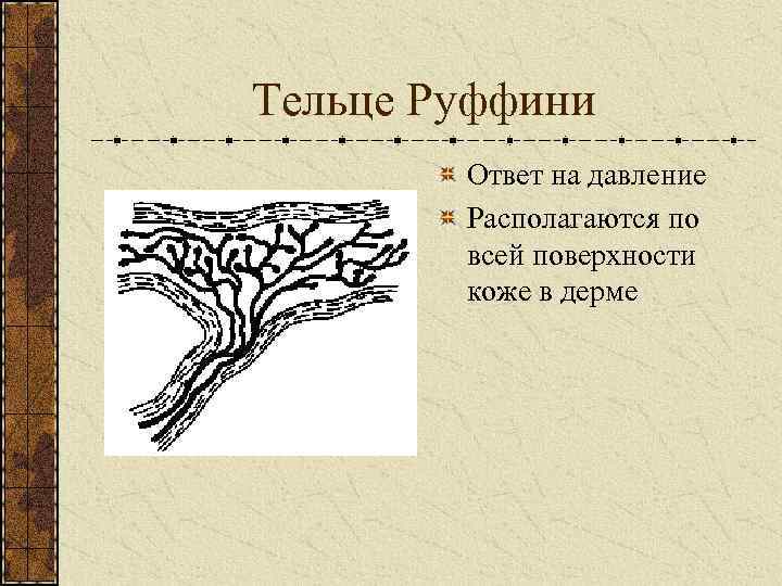 Тельце Руффини Ответ на давление Располагаются по всей поверхности коже в дерме 