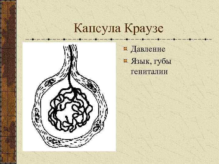 Капсула Краузе Давление Язык, губы гениталии 