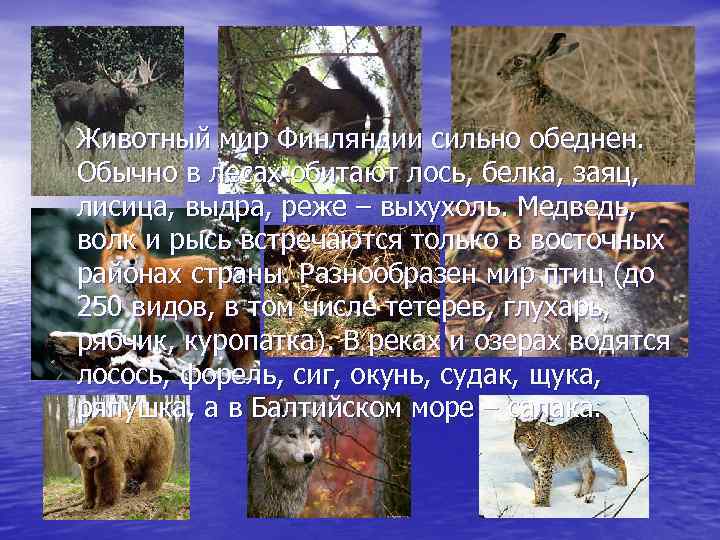 Животный мир Финляндии сильно обеднен. Обычно в лесах обитают лось, белка, заяц, лисица, выдра,
