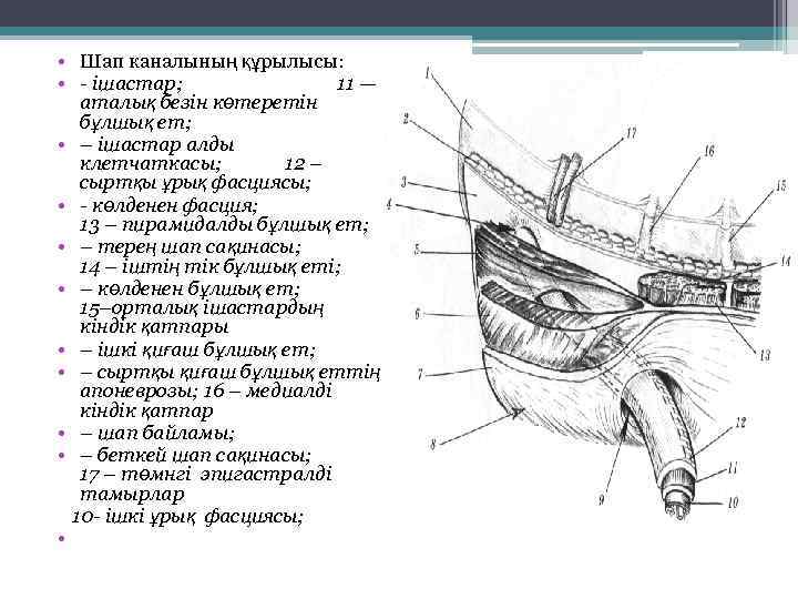  • Шап каналының құрылысы: • - ішастар; 11 — аталық безін көтеретін бұлшық