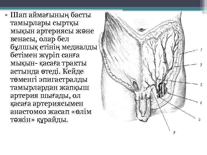  • Шап аймағының басты тамырлары сыртқы мықын артериясы және венасы, олар бел бұлшық