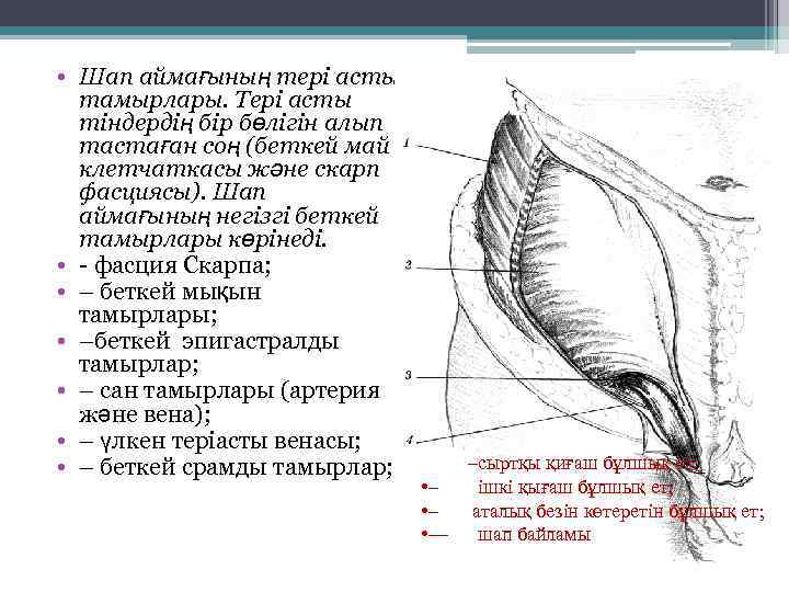  • Шап аймағының тері асты тамырлары. Тері асты тіндердің бір бөлігін алып тастаған