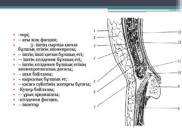  • -тері; • – аты жоқ фасция; • 3 - іштің сыртқы қиғаш