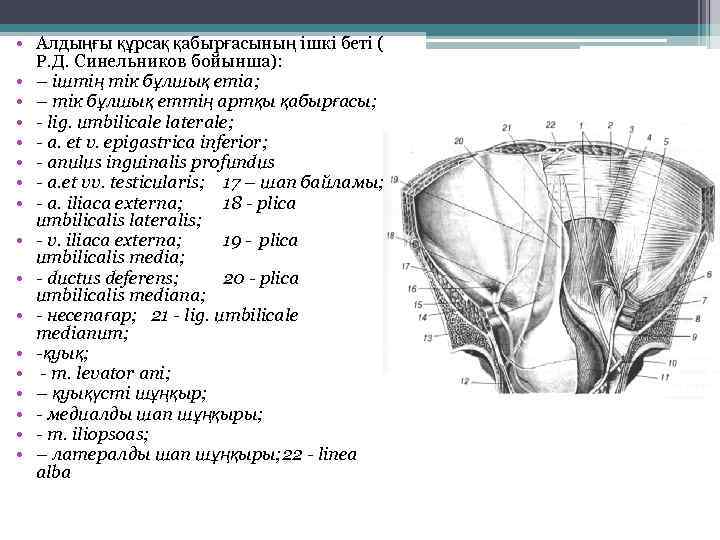  • Алдыңғы құрсақ қабырғасының ішкі беті ( Р. Д. Синельников бойынша): • –