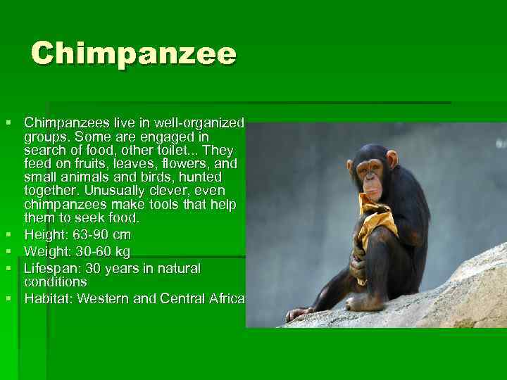 Chimpanzee § Chimpanzees live in well-organized groups. Some are engaged in search of food,