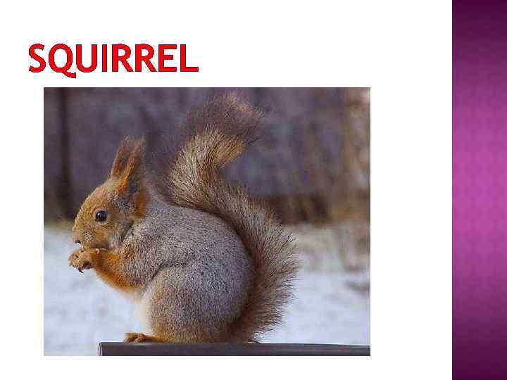 SQUIRREL 