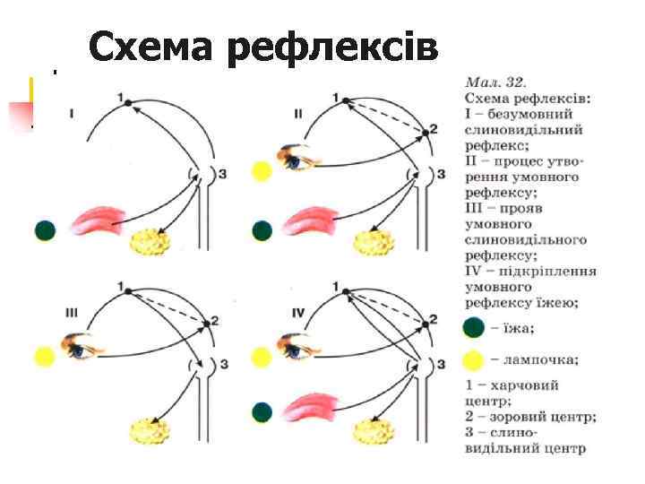 Схема рефлексів 