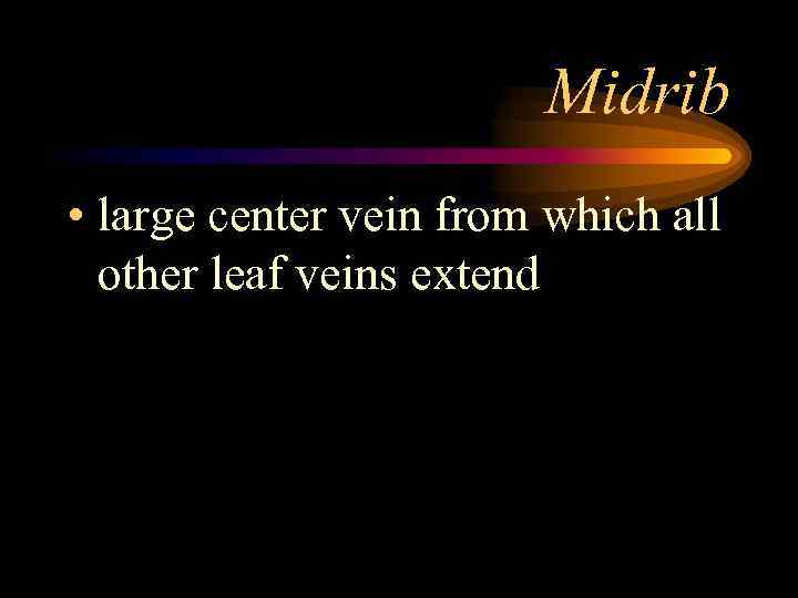 Midrib • large center vein from which all other leaf veins extend 