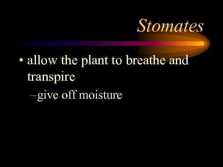 Stomates • allow the plant to breathe and transpire – give off moisture 