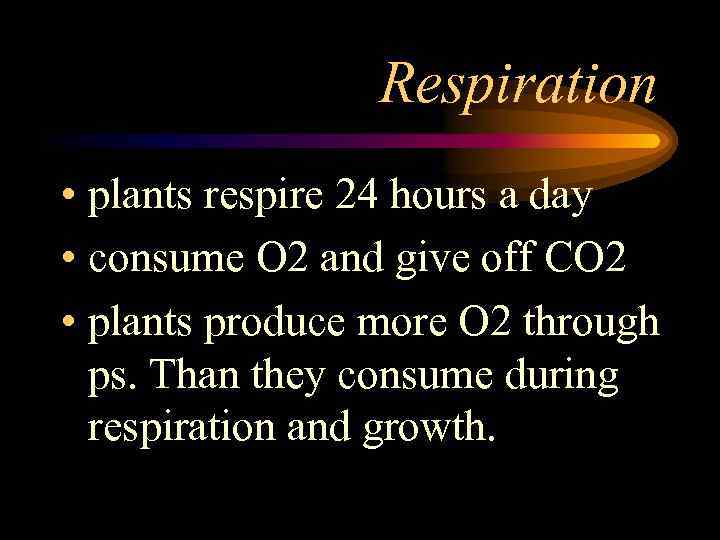 Respiration • plants respire 24 hours a day • consume O 2 and give