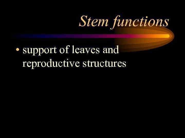 Stem functions • support of leaves and reproductive structures 