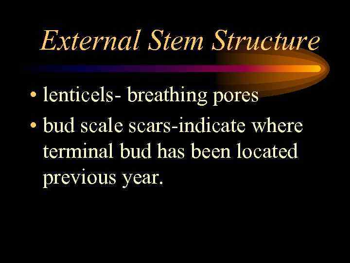 External Stem Structure • lenticels- breathing pores • bud scale scars-indicate where terminal bud