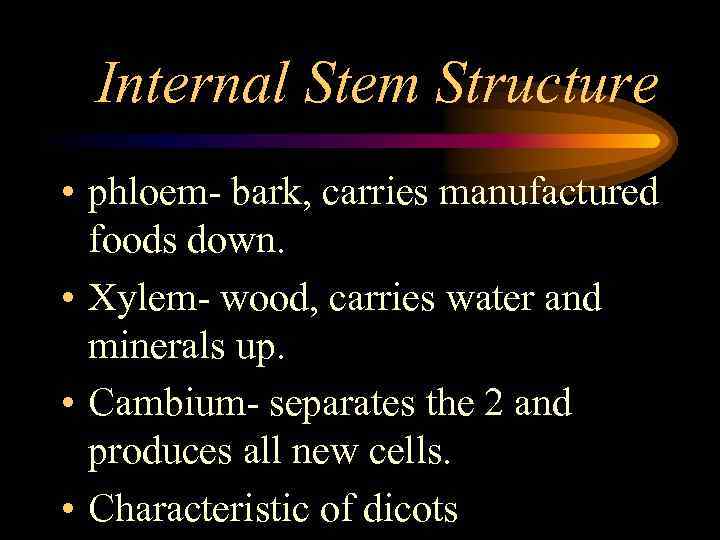 Internal Stem Structure • phloem- bark, carries manufactured foods down. • Xylem- wood, carries