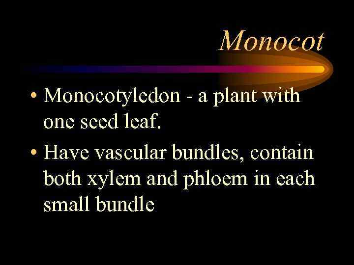 Monocot • Monocotyledon - a plant with one seed leaf. • Have vascular bundles,