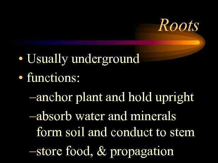 Roots • Usually underground • functions: –anchor plant and hold upright –absorb water and