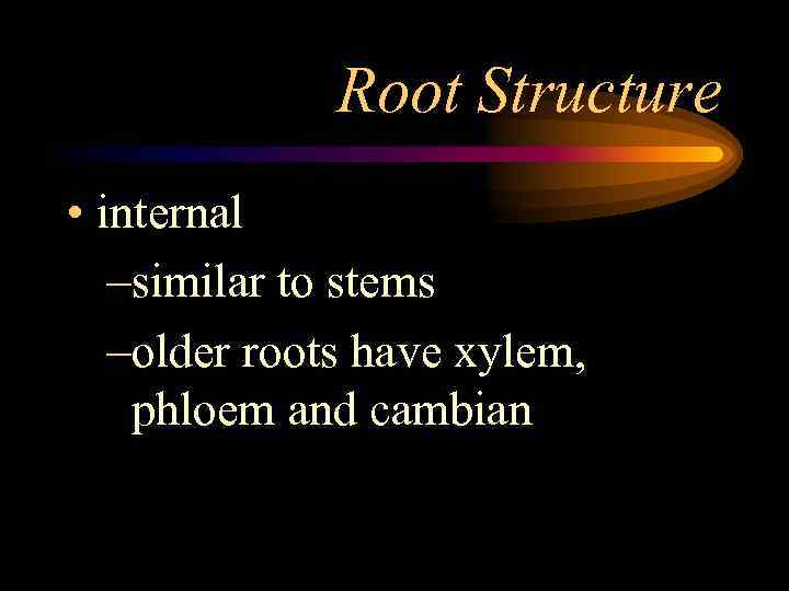 Root Structure • internal –similar to stems –older roots have xylem, phloem and cambian