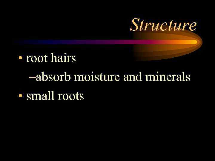 Structure • root hairs –absorb moisture and minerals • small roots 