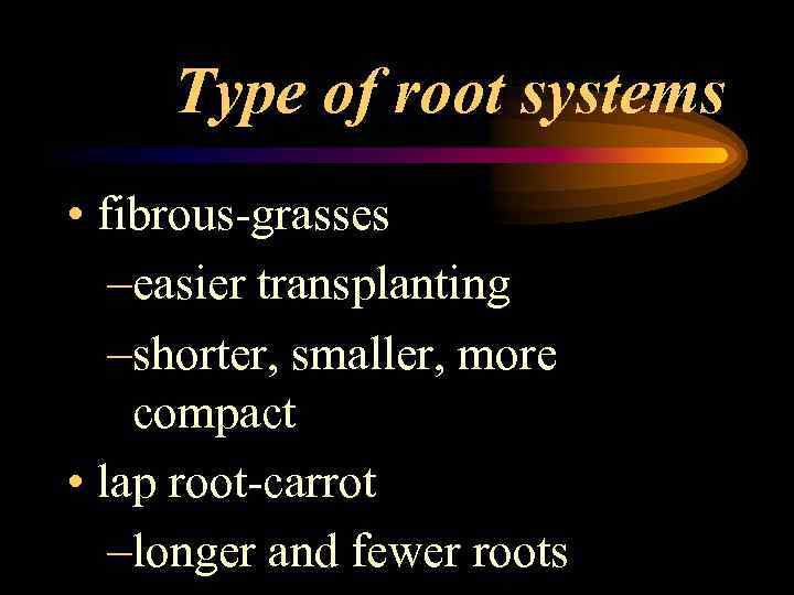 Type of root systems • fibrous-grasses –easier transplanting –shorter, smaller, more compact • lap