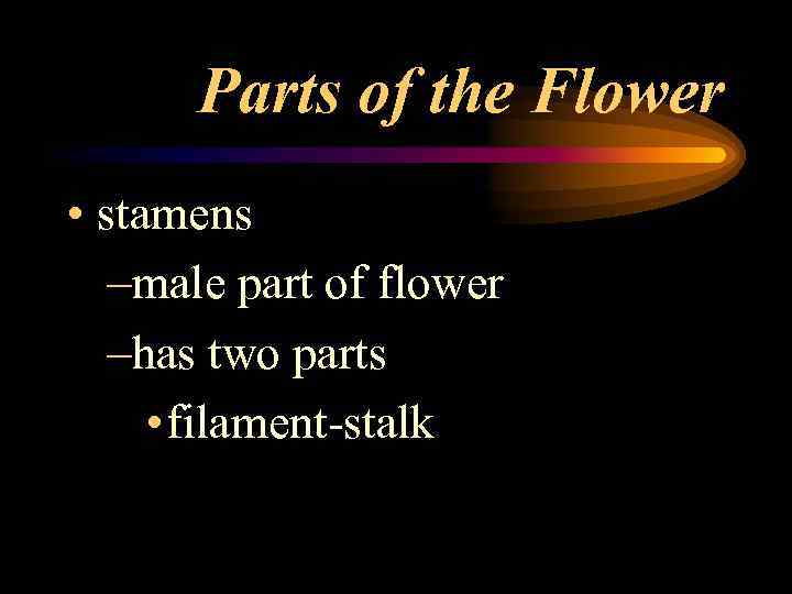 Parts of the Flower • stamens –male part of flower –has two parts •