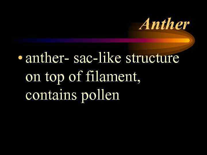 Anther • anther- sac-like structure on top of filament, contains pollen 