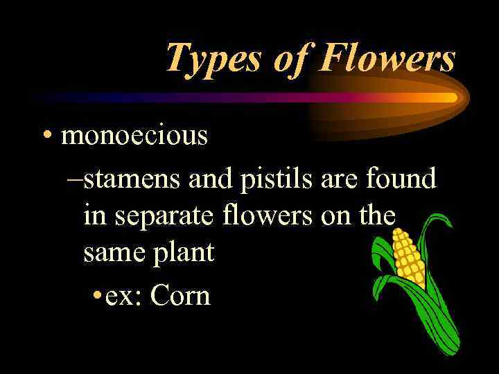 Types of Flowers • monoecious –stamens and pistils are found in separate flowers on