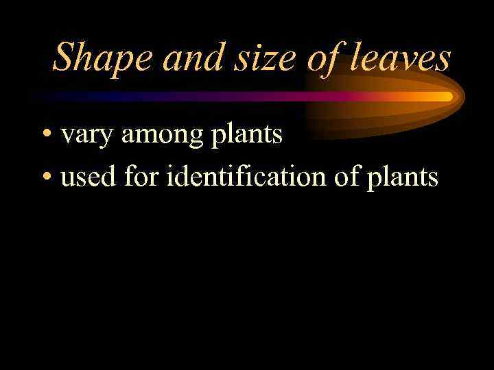 Shape and size of leaves • vary among plants • used for identification of