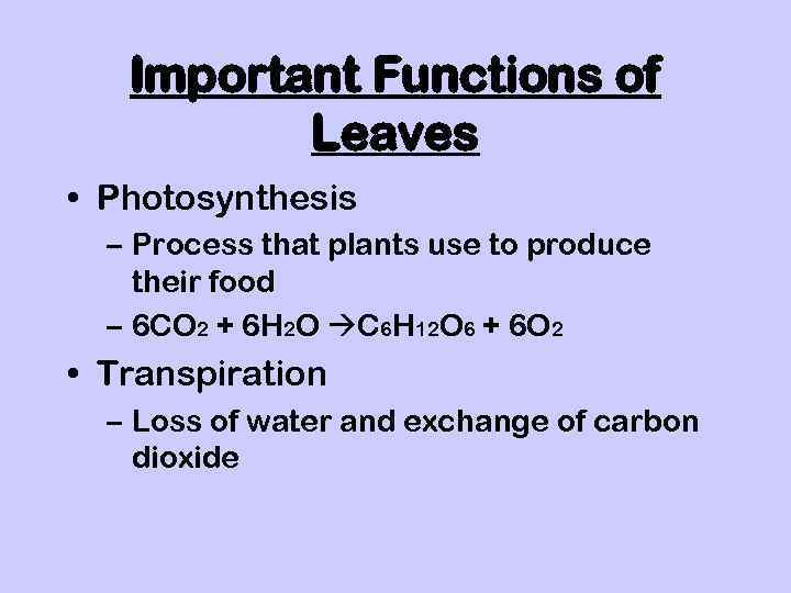 Important Functions of Leaves • Photosynthesis – Process that plants use to produce their