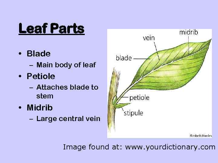 Leaf Parts • Blade – Main body of leaf • Petiole – Attaches blade