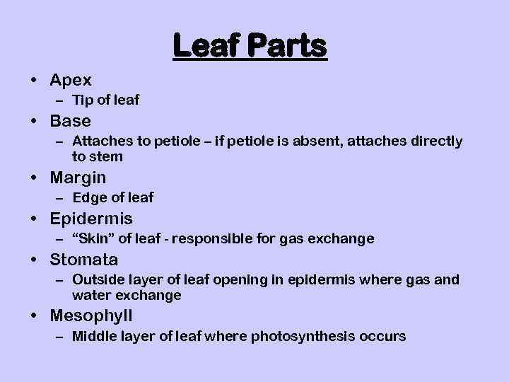 Leaf Parts • Apex – Tip of leaf • Base – Attaches to petiole