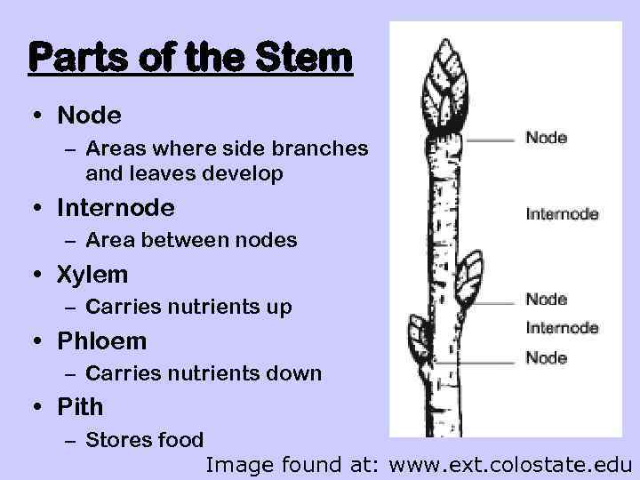 Parts of the Stem • Node – Areas where side branches and leaves develop