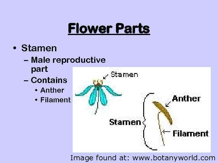 Flower Parts • Stamen – Male reproductive part – Contains • Anther • Filament