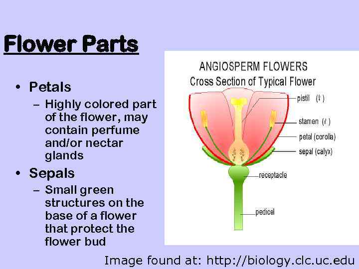 Flower Parts • Petals – Highly colored part of the flower, may contain perfume