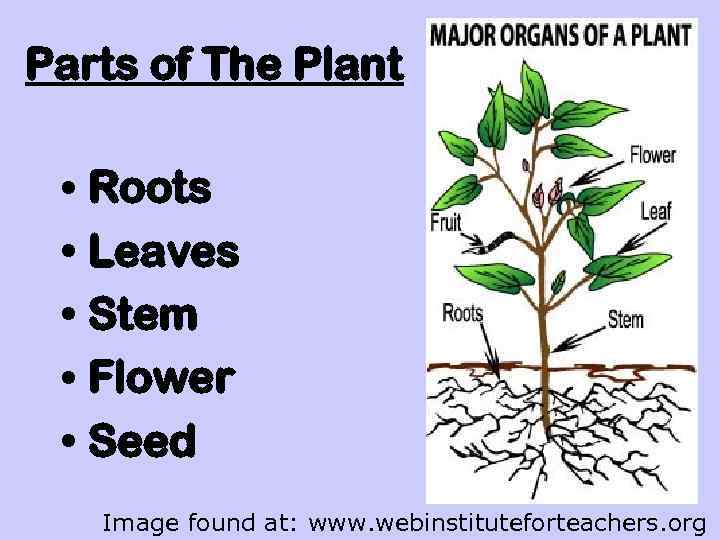 Parts of The Plant • Roots • Leaves • Stem • Flower • Seed