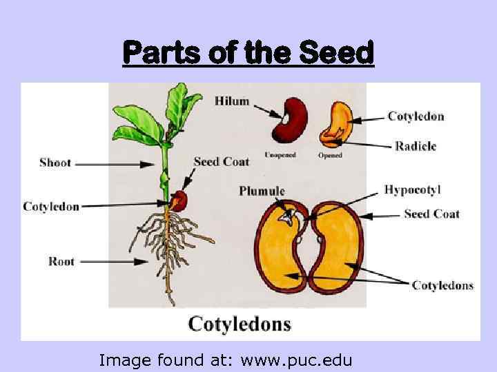 Parts of the Seed Image found at: www. puc. edu 