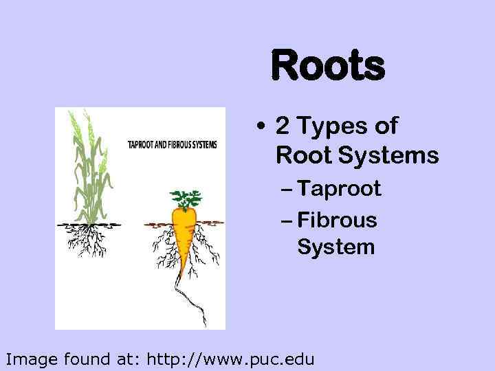 Roots • 2 Types of Root Systems – Taproot – Fibrous System Image found