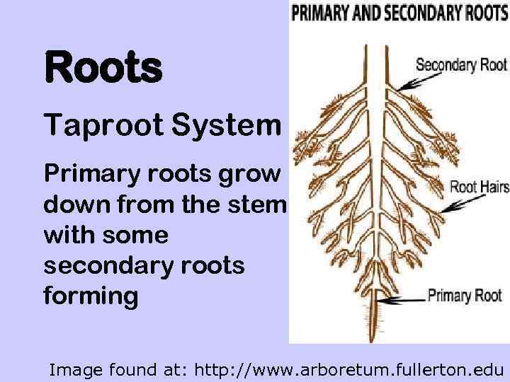 Roots Taproot System Primary roots grow down from the stem with some secondary roots