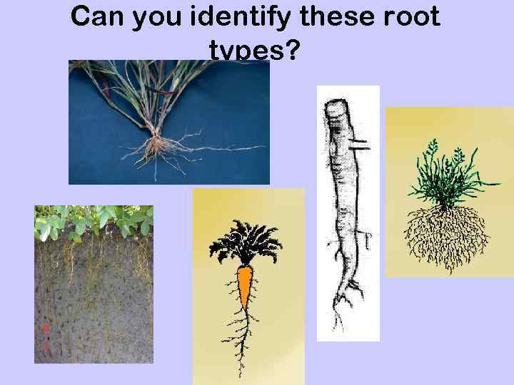 Can you identify these root types? 